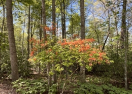 Abundance Teaching by Jackie Woods