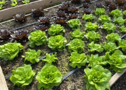 Adawehi Lettuce