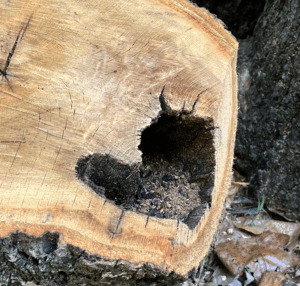 Creating New Spaces by Jackie Woods