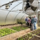 Adawehi Community Greenhouse